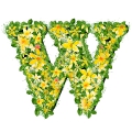 letter initial W spring colorful blooming with vivid green leaves yellow flowers ultra realistic